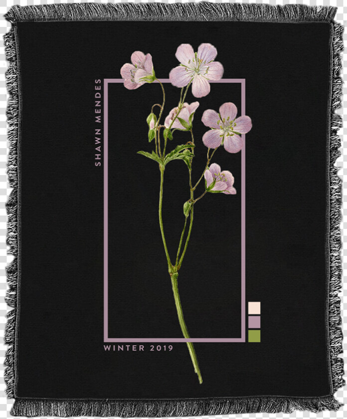 Gilliflower  HD Png DownloadTransparent PNG