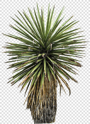  planta  plant  plants  nature  naturaleza  biodiversidad   Yucca With Transparent Background  HD Png DownloadTransparent PNG