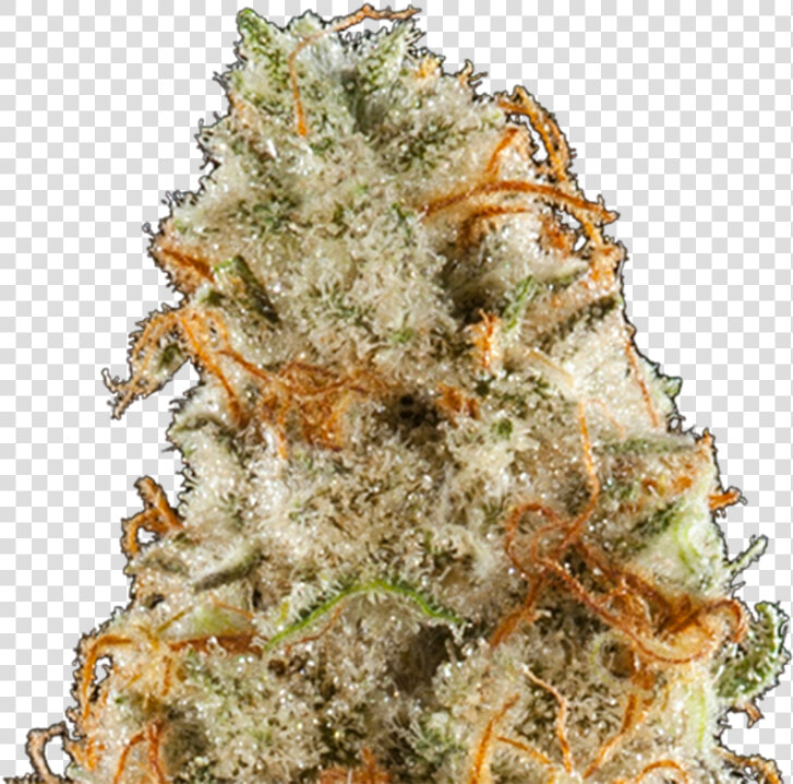 Purple Frost Genetics City Lights Strain Photo   Plant  HD Png DownloadTransparent PNG