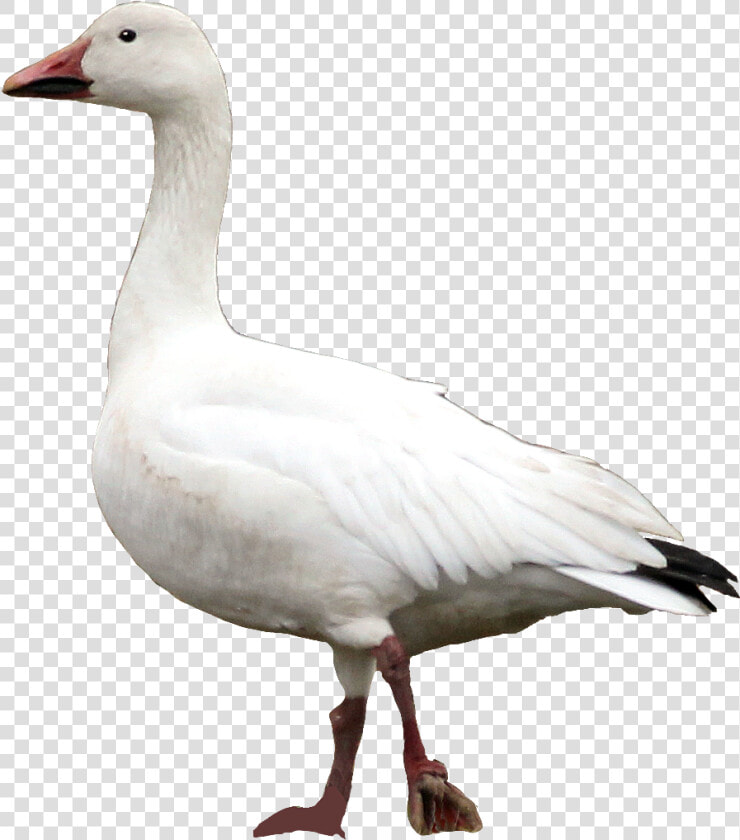 Goose Png   Snow Goose  Transparent PngTransparent PNG