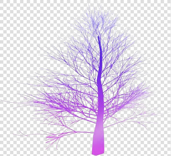 Fall Trees Png Transparent Images   Spruce Tree No Leaves  Png DownloadTransparent PNG