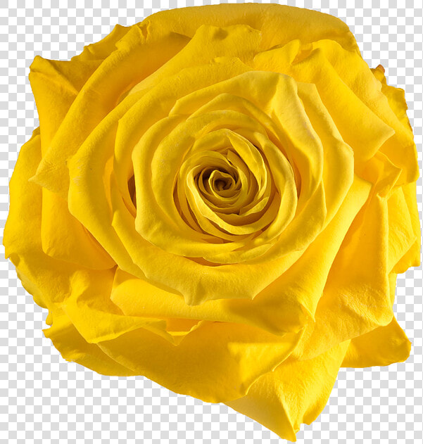 Preserved Rose Yellow Sun   Yellow Preserved Rose  HD Png DownloadTransparent PNG