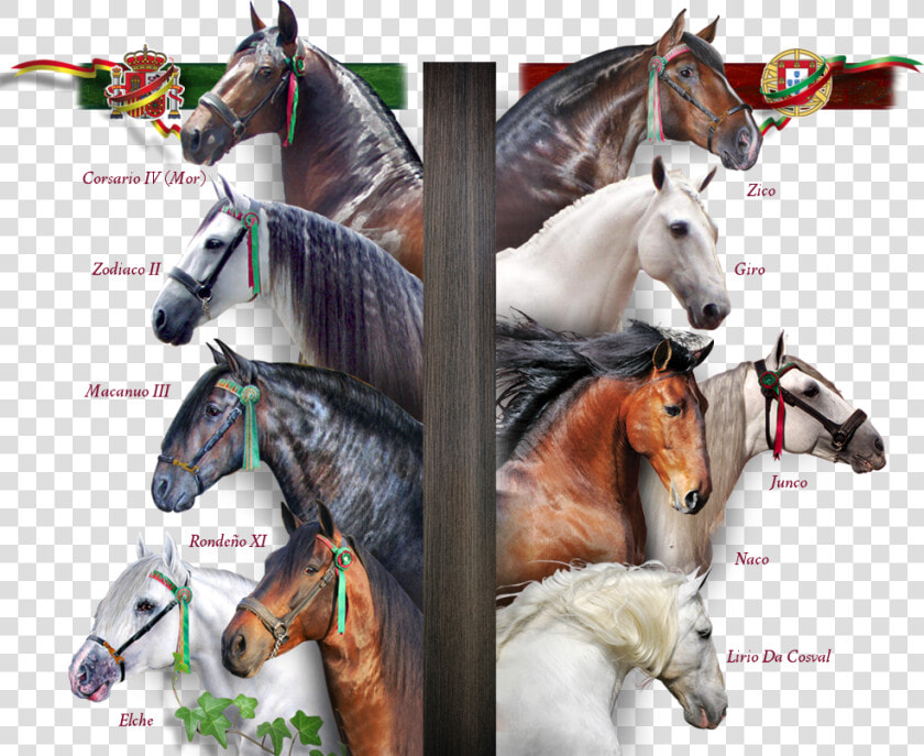 Caballos Fundadores   Las Morerías   Mane  HD Png DownloadTransparent PNG