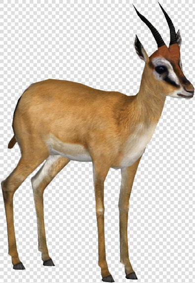 Gazellesoemmerings Tamara Henson   Soemmerring  39 s Gazelle Wiki Fandom  HD Png DownloadTransparent PNG