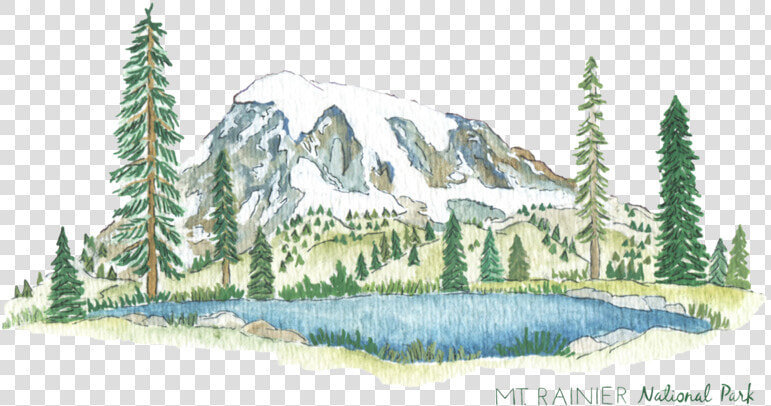 Mtranier website   Colorado Spruce  HD Png DownloadTransparent PNG