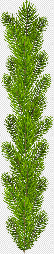 Transparent Pine Branches Clipart   Pine Tree Branches Png  Png DownloadTransparent PNG