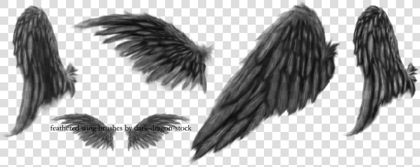 Transparent Feathers Broken Wing   Black Angel Wings Drawing  HD Png DownloadTransparent PNG