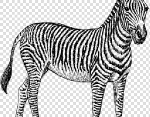 19 Zebra Clip Black And White Scared Huge Freebie Download   Zebra Illustration Black And White  HD Png DownloadTransparent PNG