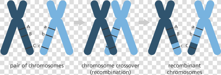 Chromosome  HD Png DownloadTransparent PNG