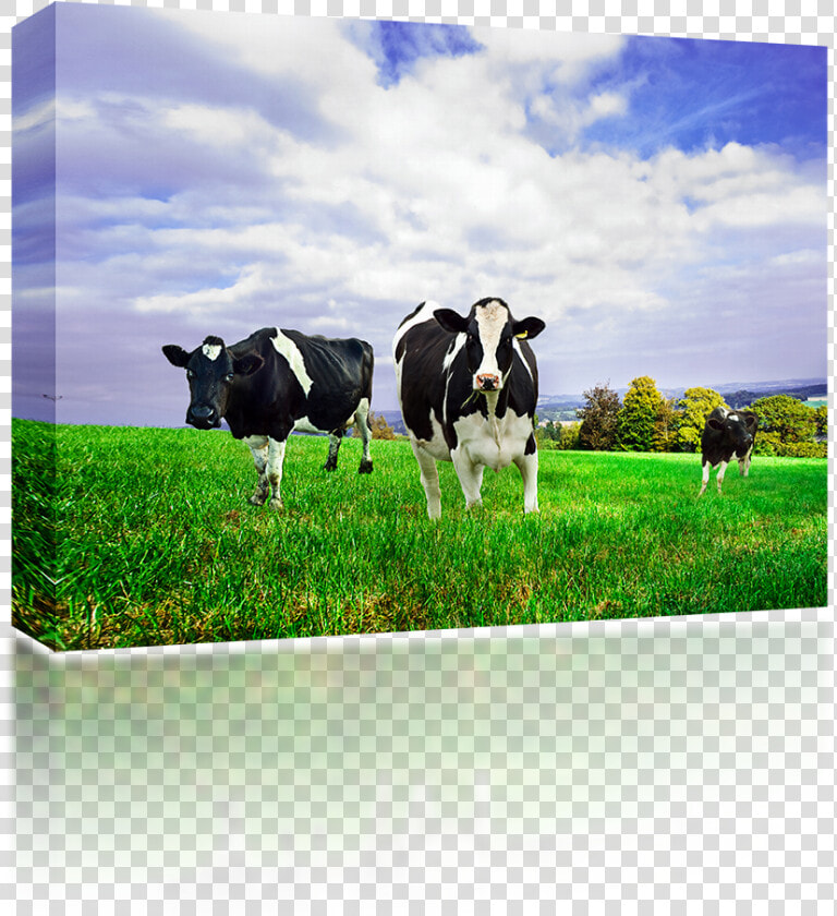 Friesian Holstein Dairy Cows   New Zealand Milk Cow  HD Png DownloadTransparent PNG