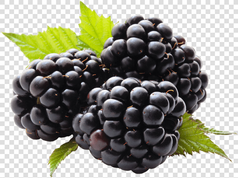 Transparent Blackberries Clipart   Blackberry Fruit Png  Png DownloadTransparent PNG