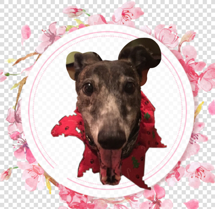  greyhound   Instagram  HD Png DownloadTransparent PNG