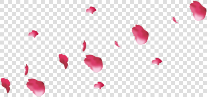 Pink Rose Petals Png   Png Download   Rose  Transparent PngTransparent PNG