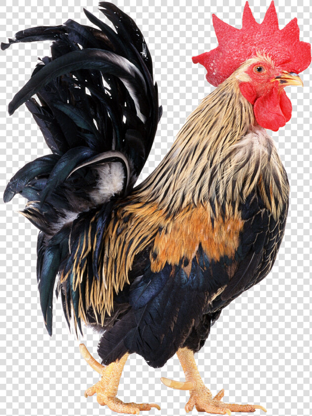 Cock Png Image Free Download   Cock Image Png  Transparent PngTransparent PNG