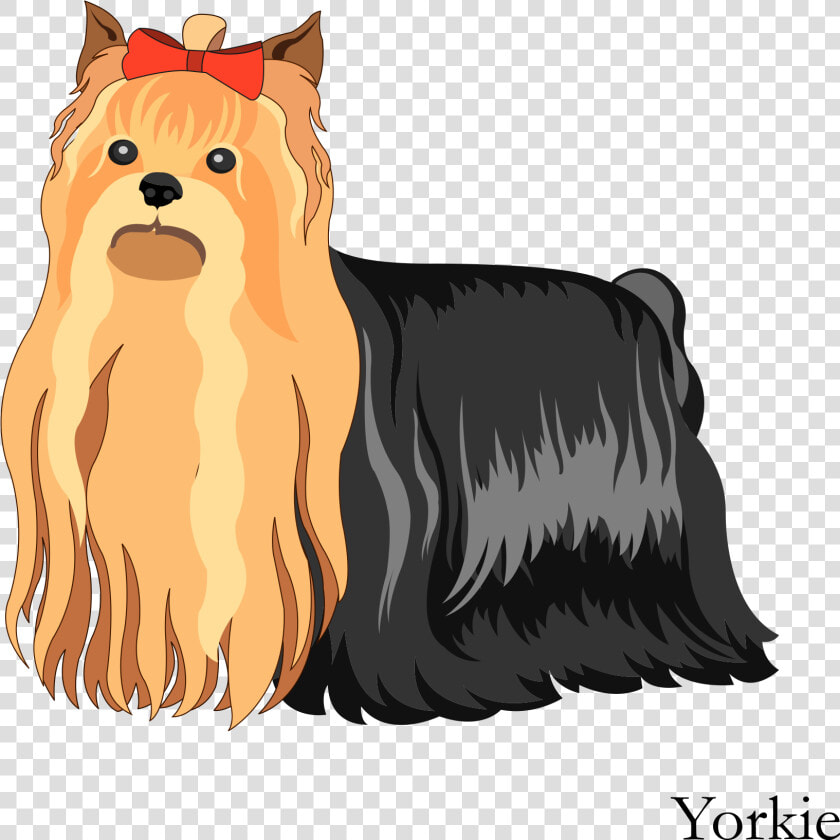 Transparent Yorkie Clipart   Australian Silky Terrier Vector  HD Png DownloadTransparent PNG