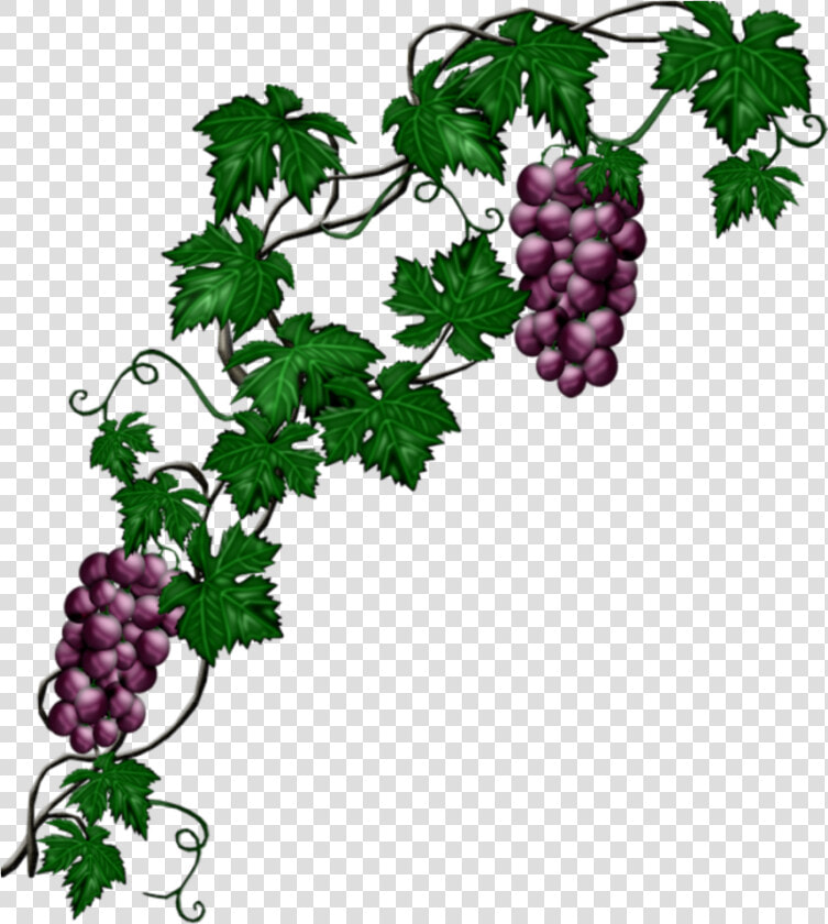  mq  blue  grape  grapes  vine  vines   Grape Vine Png  Transparent PngTransparent PNG