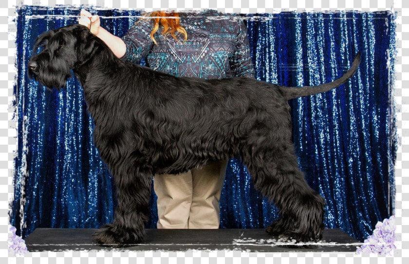 Standard Schnauzer  HD Png DownloadTransparent PNG