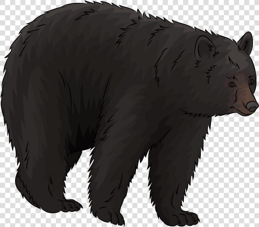 American Black Bear Clipart   Black Bear Clipart  HD Png DownloadTransparent PNG