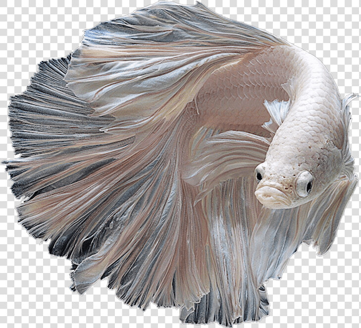 Albino Siamese Fighting Fish   Png Download   Siamese Fighter Fish Png  Transparent PngTransparent PNG