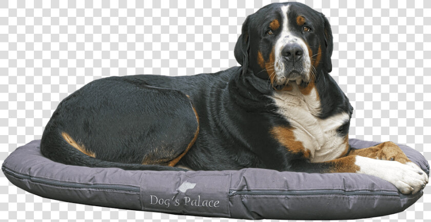 Bernese Mountain Dog Lying On Dog Bed   Camas Para Perros  HD Png DownloadTransparent PNG