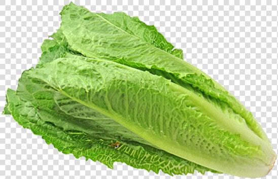 Prices For Romaine Unpredictable As Product Returns   Dibujo Lechuga Sin Fondo  HD Png DownloadTransparent PNG