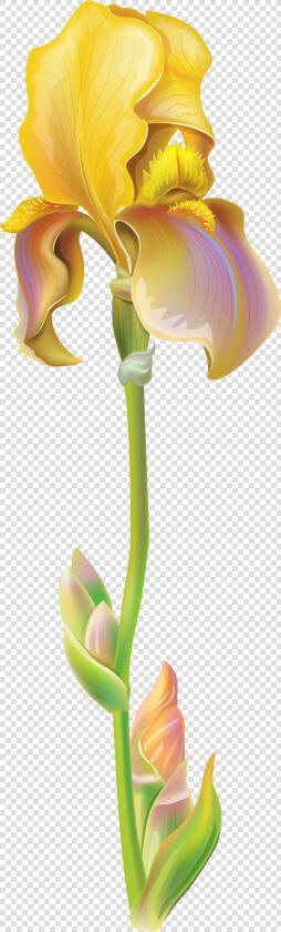 Purple Iris Flower Png Clipart Image   Iris Flower Png  Transparent PngTransparent PNG