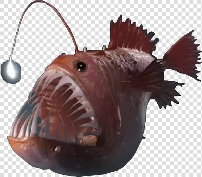 Angler Fish Png   Deep Sea Fish Png  Transparent PngTransparent PNG