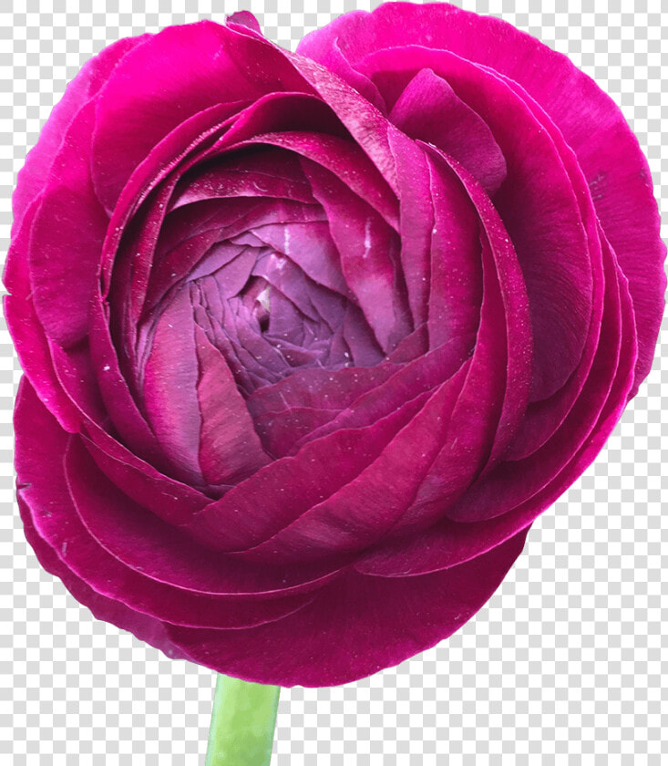 Burgundy Ranunculus Bulbs Wholesale Delivery   Persian Buttercup  HD Png DownloadTransparent PNG