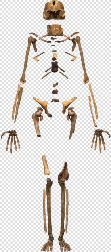 Homo Naledi In The Rising Star Cave System   Arqueologia Imagenes Png  Transparent PngTransparent PNG