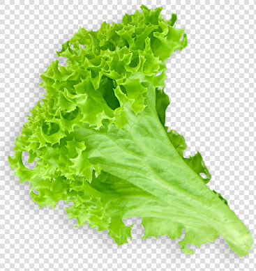 Lettuce Clipart Sliced   Lettuce Leaf Transparent Background  HD Png DownloadTransparent PNG