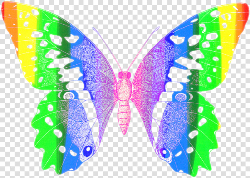  butterfly  colorful  butterflyeffect  red  orange   Papilio Machaon  HD Png DownloadTransparent PNG