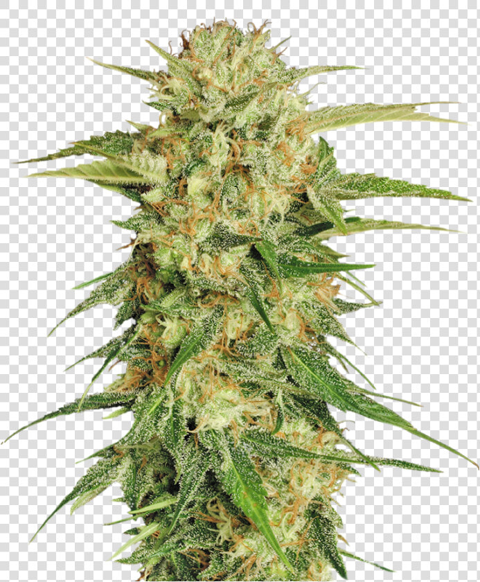 Transparent Weed   Transparent Background Weed Png  Png DownloadTransparent PNG