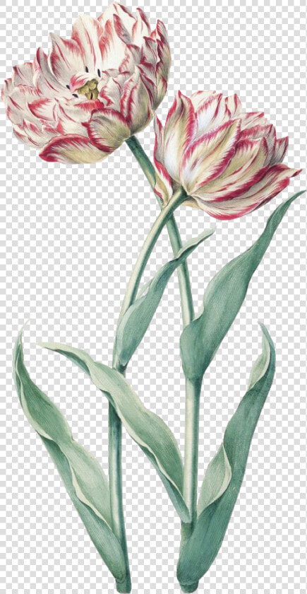  flower  spring  pink  green  png  free  kpopedit   Vintage Tulip Tulip Botanical Illustration  Transparent PngTransparent PNG