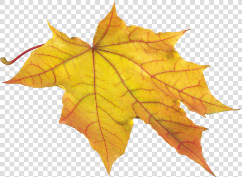 Yellow Autumn Png Leaf   Autumn Leaf Png  Transparent PngTransparent PNG