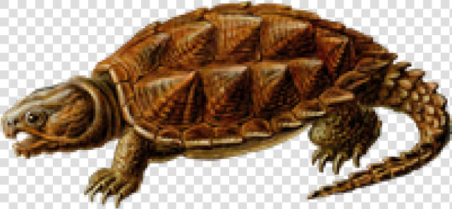 Snapping Turtle Png Transparent Images  Png DownloadTransparent PNG