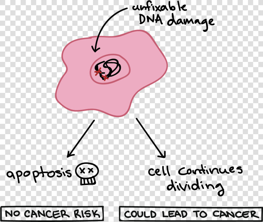 Apoptosis Definition Biology  HD Png DownloadTransparent PNG