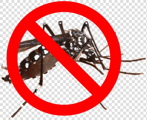 Mosquito Barrier Spray   Dengue Mosquito In Nepal  HD Png DownloadTransparent PNG