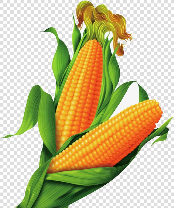 Corn Transparent Clipart Pictures Free Png   Maize Png  Png DownloadTransparent PNG