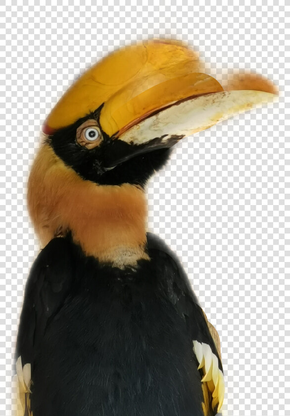  tucan  bird   Hornbill  HD Png DownloadTransparent PNG