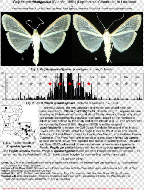 Swallowtail Butterfly  HD Png DownloadTransparent PNG