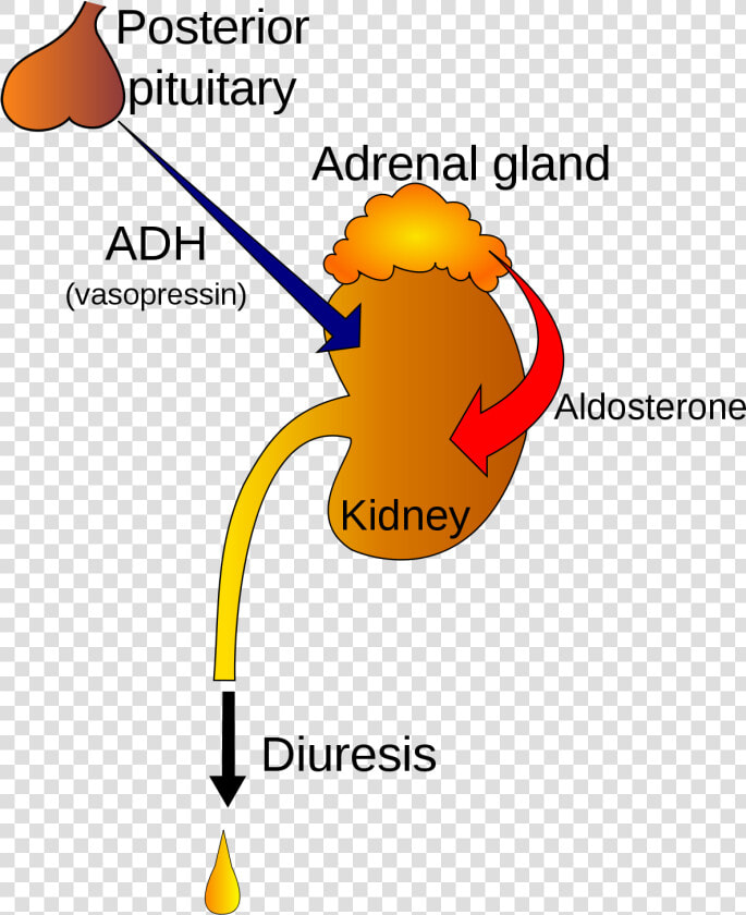 Adh Hormone  HD Png DownloadTransparent PNG