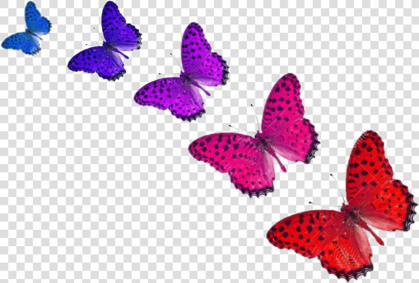  mariposas  colores   Mariposas De Colores Png  Transparent PngTransparent PNG