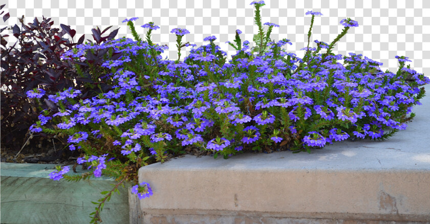 Petunia   Lobelia  HD Png DownloadTransparent PNG