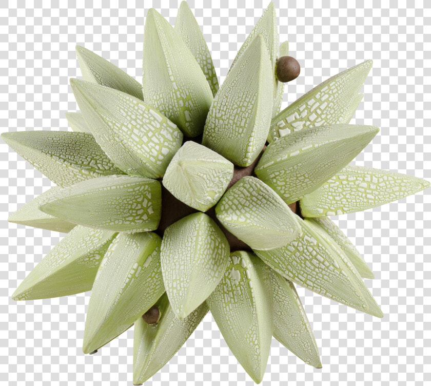 Bromelia  HD Png DownloadTransparent PNG