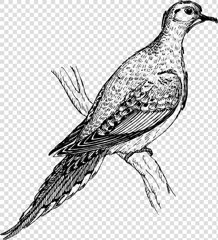 Mourning Dove Drawing  HD Png DownloadTransparent PNG