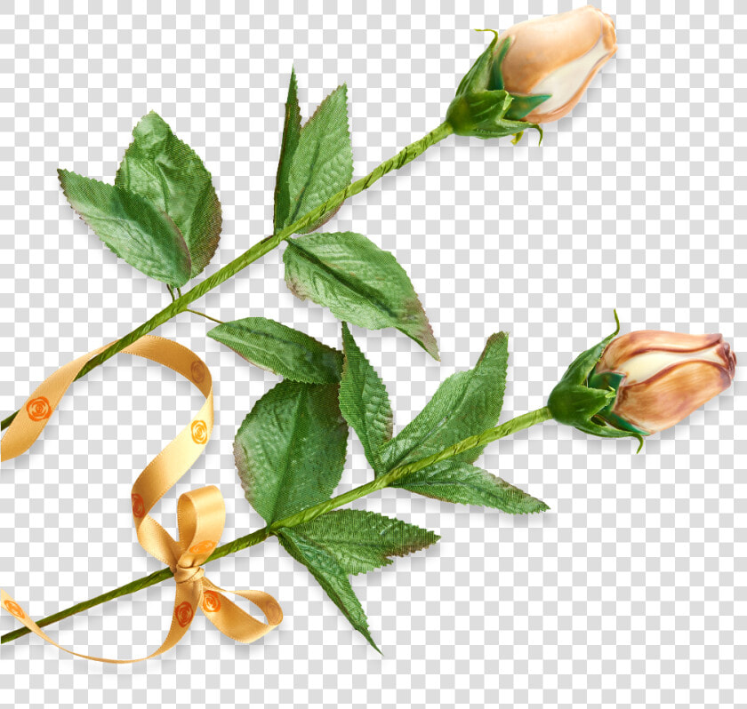 Evergreen Rose  HD Png DownloadTransparent PNG