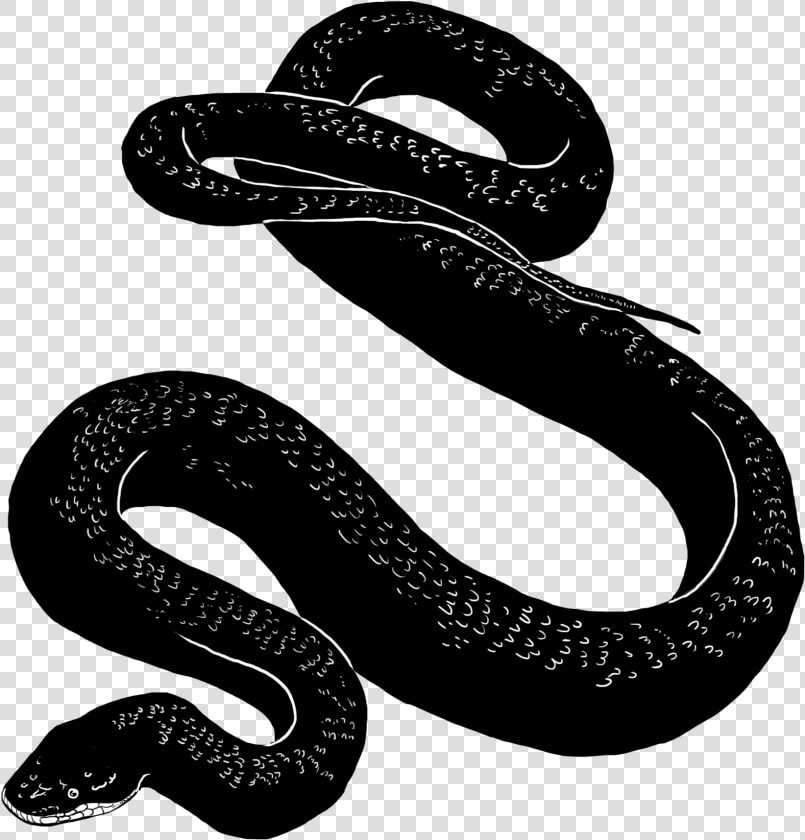 Snake   Snake Black Transparent Background  HD Png DownloadTransparent PNG