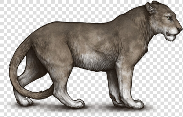 Lioden Tiger  HD Png DownloadTransparent PNG