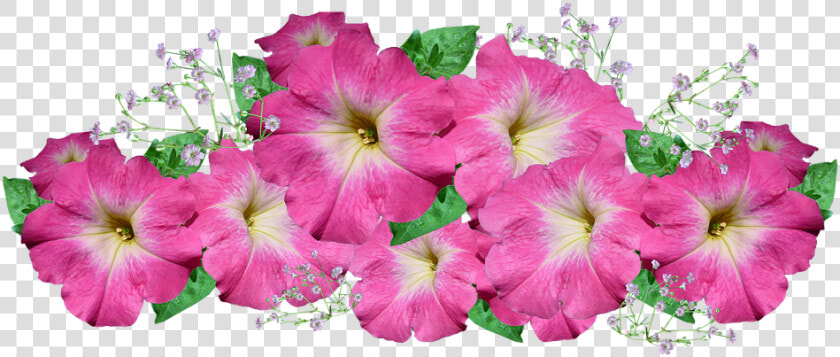 Petunia  Pink  Flower  Arrangement   Petunia Transparent Background  HD Png DownloadTransparent PNG