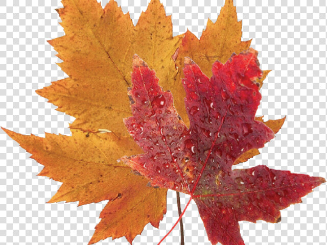 Autumn Leaves Clipart Green Fall Leaf   Real Blue Maple Leaf  HD Png DownloadTransparent PNG